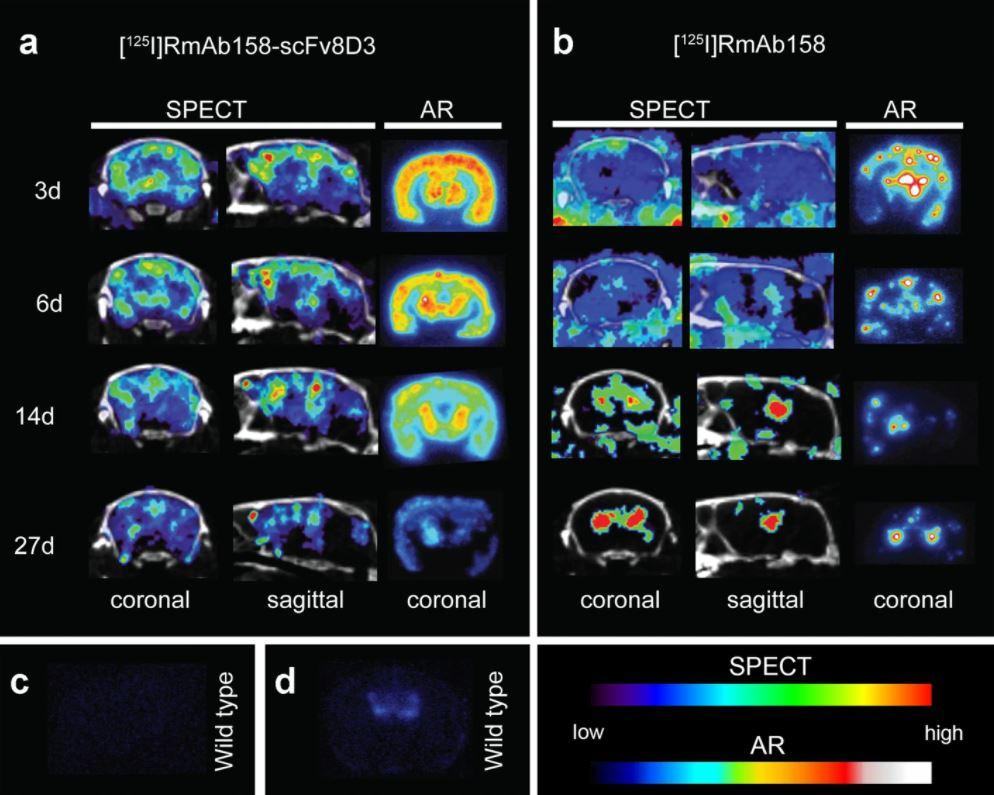 利用Mediso美迪索nanoScan SPECT/CT开展阿尔茨海默病小鼠模型中脑穿透性双特异性淀